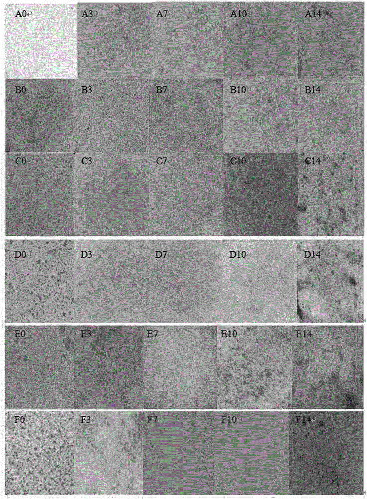 Isolation and primary culture methods of chicken small intestinal epithelial cells