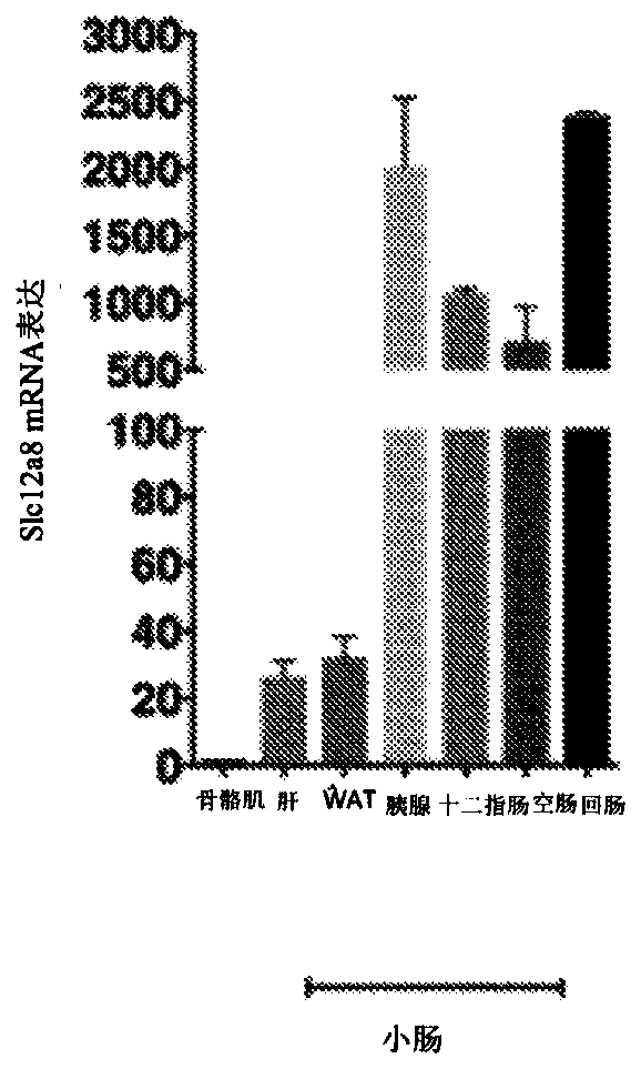 Compositions and methods of treatment using nicotinamide mononucleotide