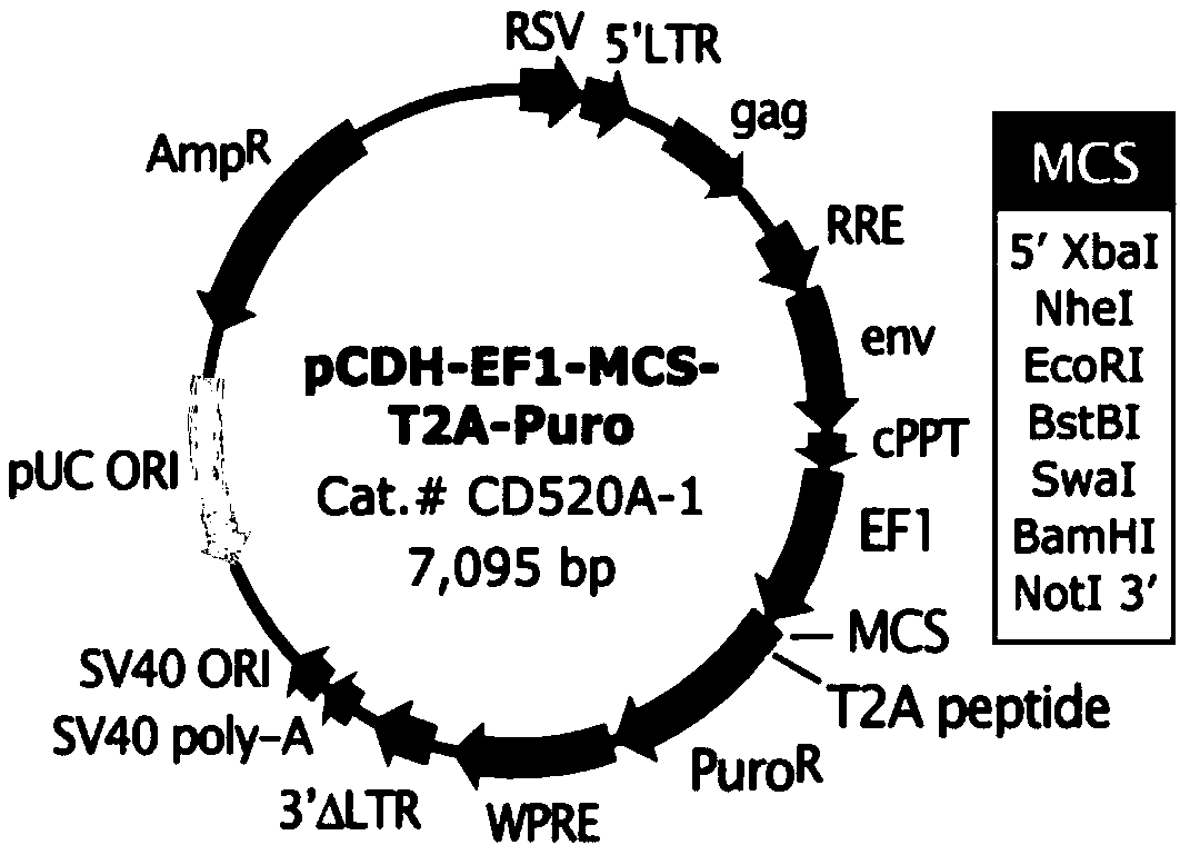 Recombinant MHCC97-L liver cancer cells with high expression of mutant EGFR and construction