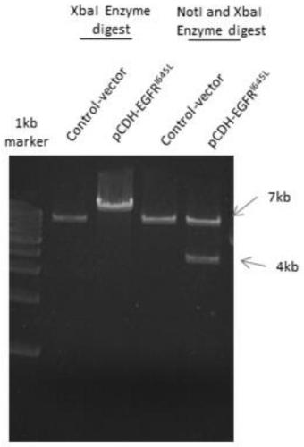 Recombinant MHCC97-L liver cancer cells with high expression of mutant EGFR and construction