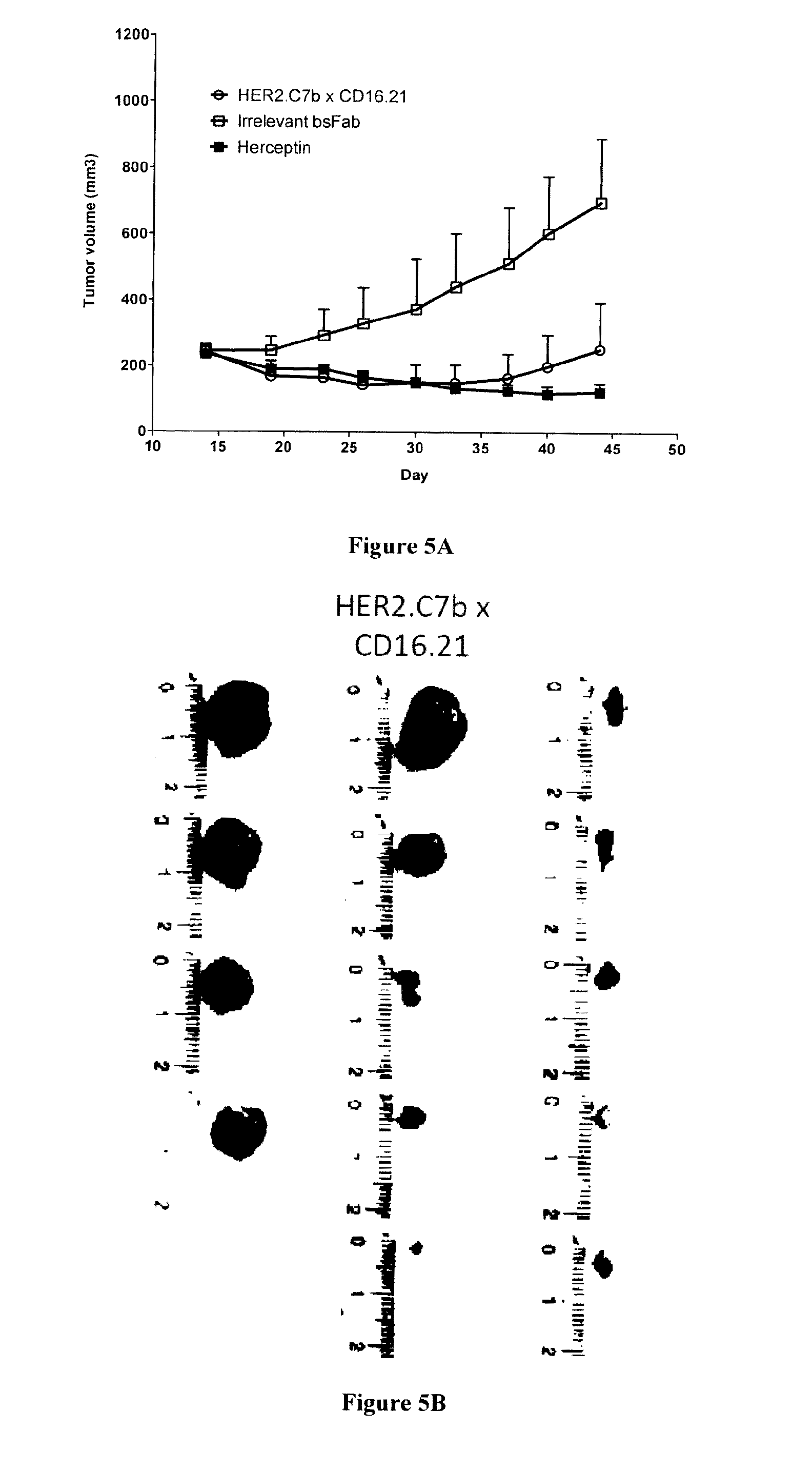 Anti-her2 single domain antibodies, polypeptides comprising thereof and their use for treating cancer
