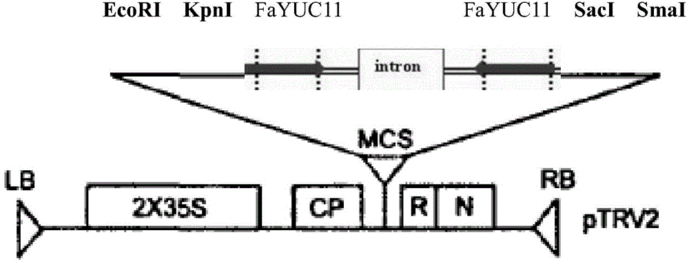 Strawberry auxin synthetic rate-limiting enzyme gene FaYUC11 and application
