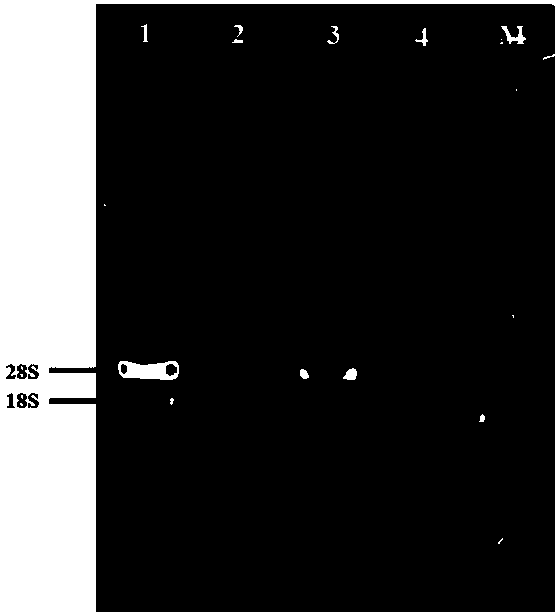 Rapid extraction method of Fagopyrum tataricum grain RNA