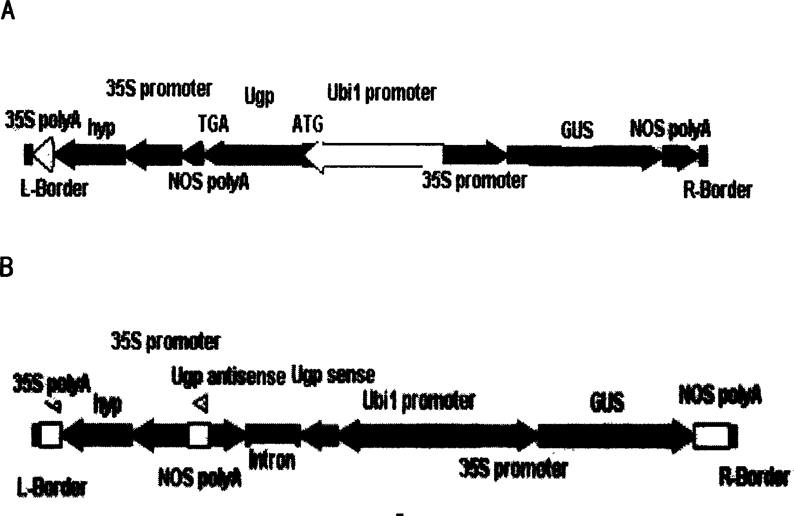 Use of UDPG pyrophosphorylase in rice