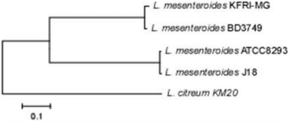 Primer and method for identifying leuconostoc mesenteroides subsp.mesenteroides and application of leuconostoc mesenteroides subsp.mesenteroides