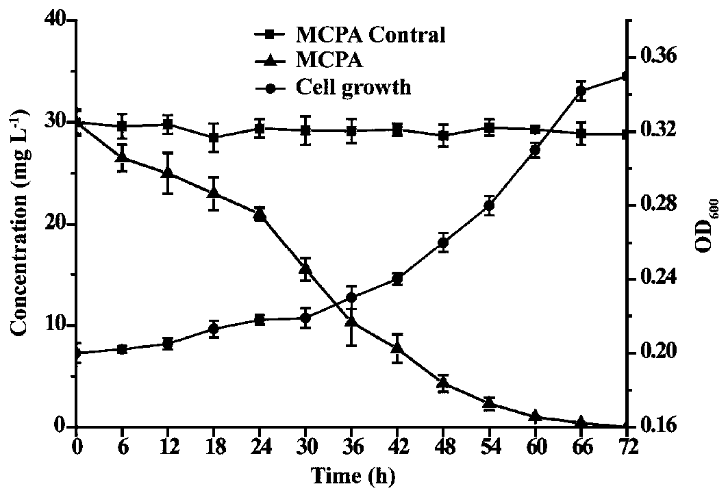 Degrading strain for dimethyltetrachloro (MCPA) of phenoxyacetic acid herbicide and microbial agent produced by degrading strain