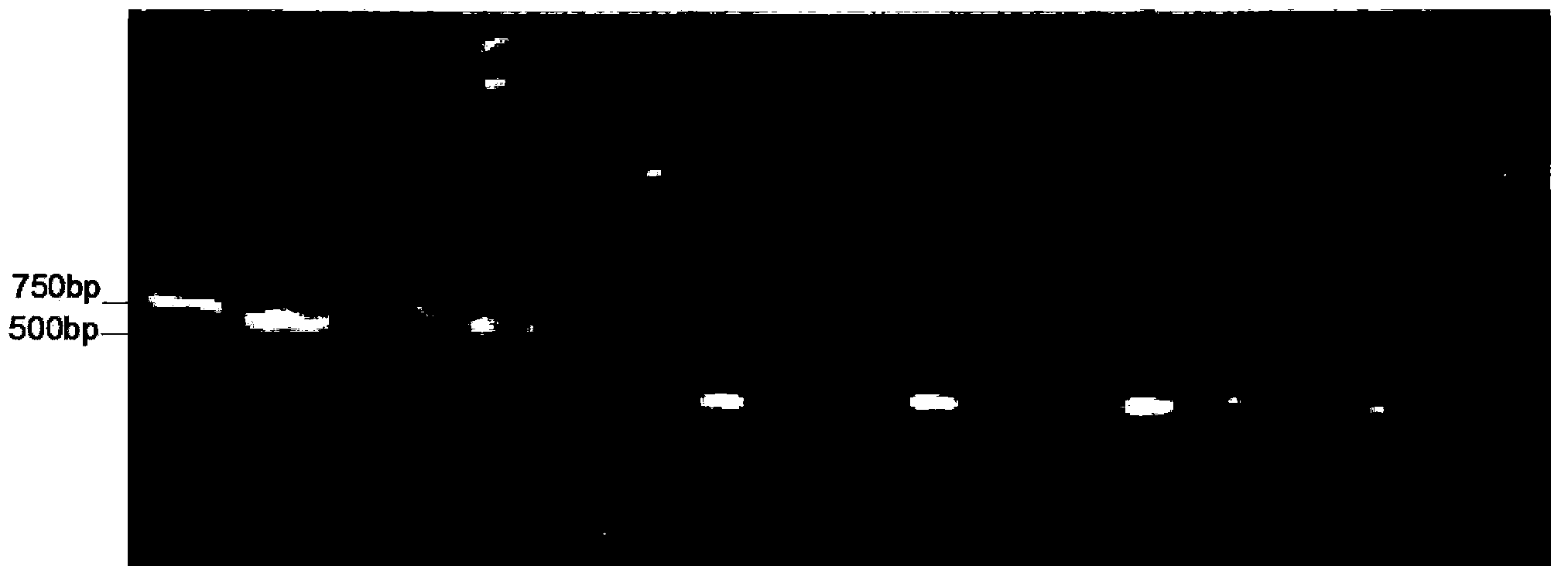 PCR (Polymerase Chain Reaction) primer and identification method of athetis lepigone and sibling species thereof