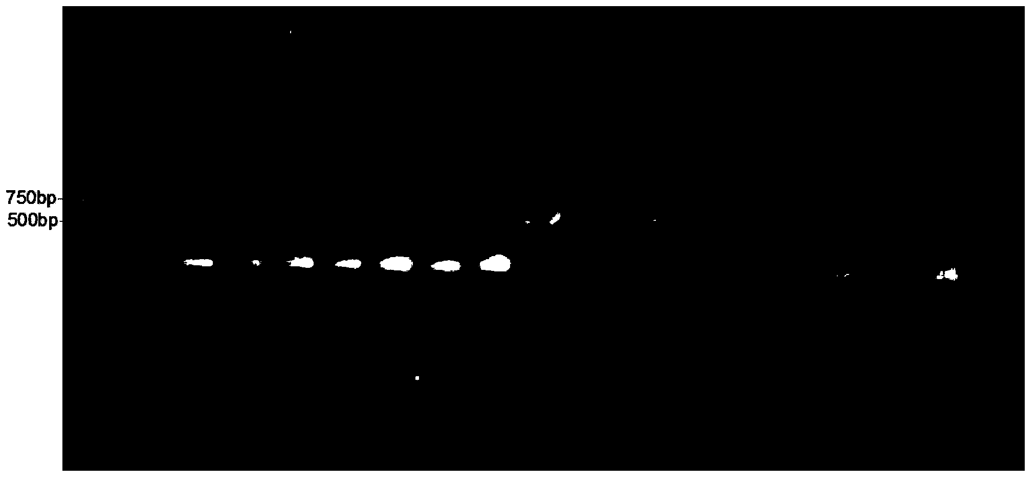 PCR (Polymerase Chain Reaction) primer and identification method of athetis lepigone and sibling species thereof