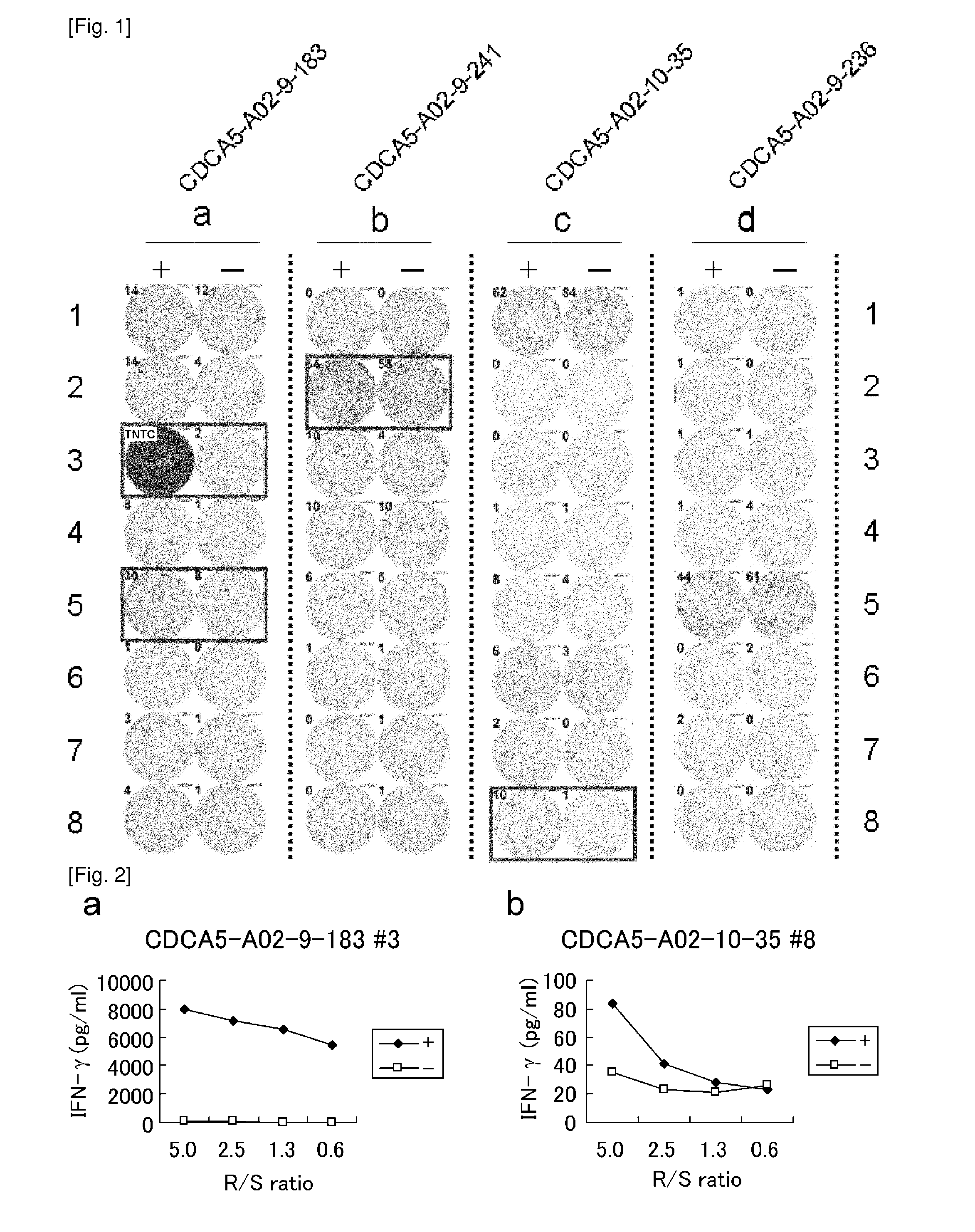 Cdca5 peptides and vaccines including the same