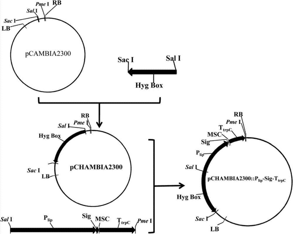 Expression equipment for secretory expression of foreign protein by penicillium expansum and genetically engineered bacterium thereof