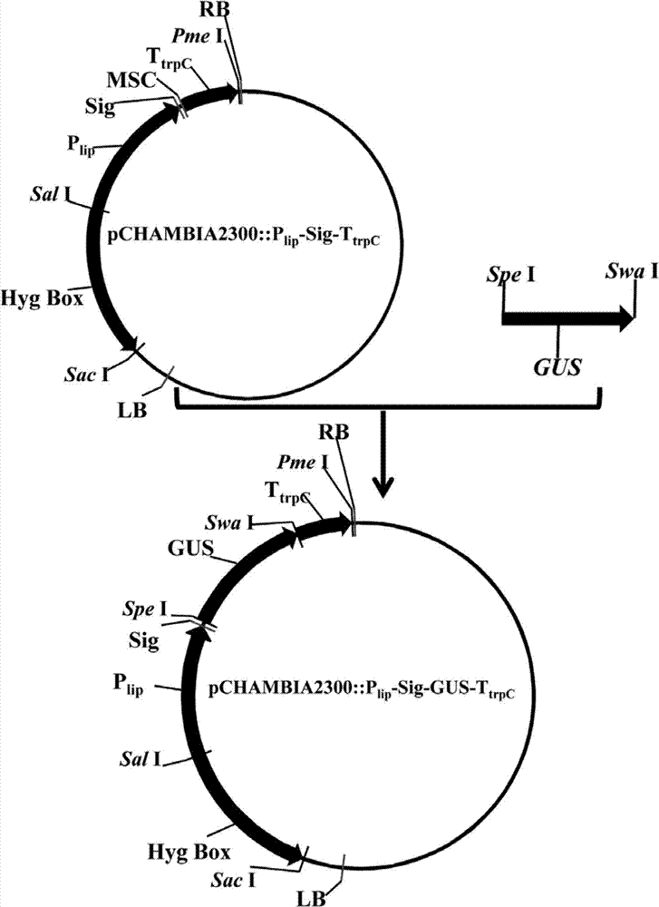 Expression equipment for secretory expression of foreign protein by penicillium expansum and genetically engineered bacterium thereof
