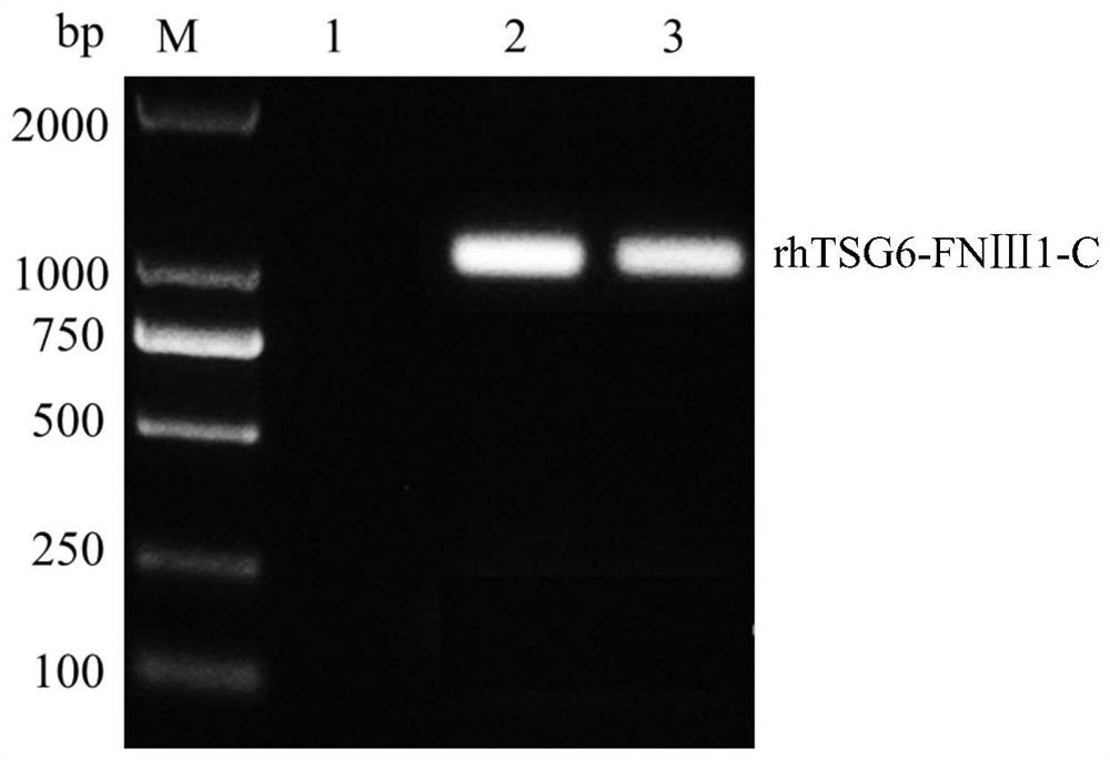 rhTSG6-FNIII-C fusion protein and application thereof in skin care composition and preparation method of the rhTSG6-FNIII-C fusion protein