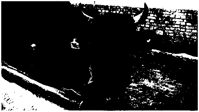 Cow face and cow face key point detection method based on Mask-RCNN