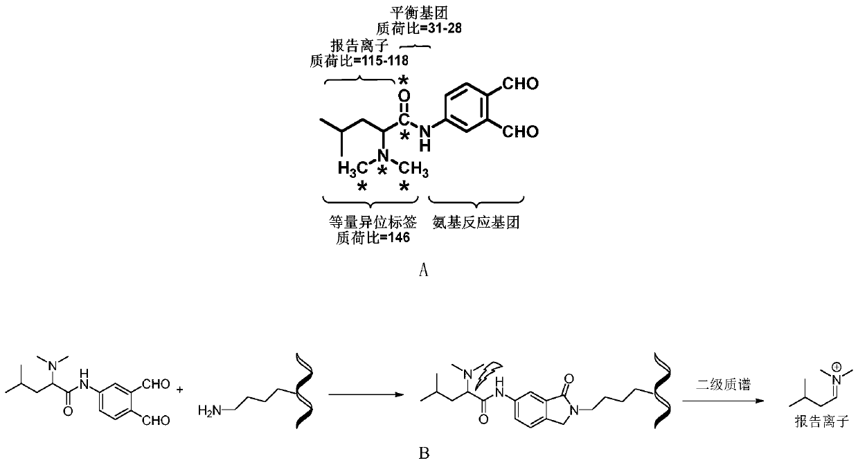 Protein quantitative labeling reagent and preparation method and application thereof