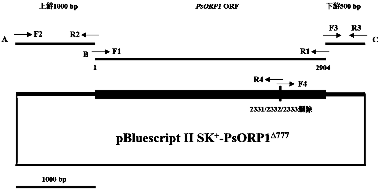 Oxathiapiprolin-resistance selection marker for genetic transformation of phytophthora sojae