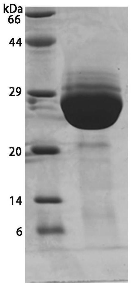 Nano antibody for resisting methicillin-resistant staphylococcus as well as preparation method and application of nano antibody