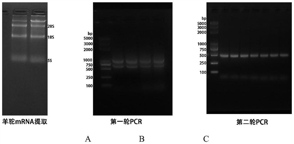 Nano antibody for resisting methicillin-resistant staphylococcus as well as preparation method and application of nano antibody