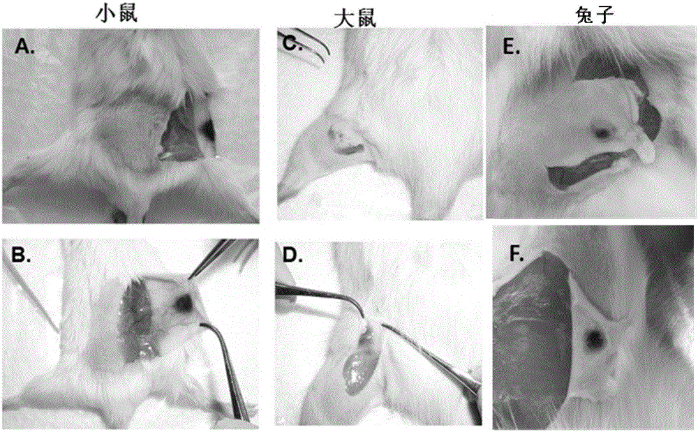 Needle-free injection rabies virus vaccine system and application