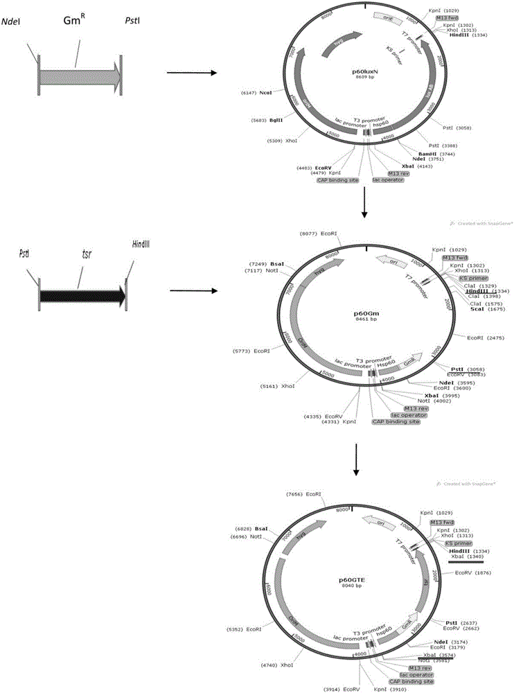 Thiostrepton-gentamicin resistance gene system as well as resistance expression box and recombinant plasmid containing same