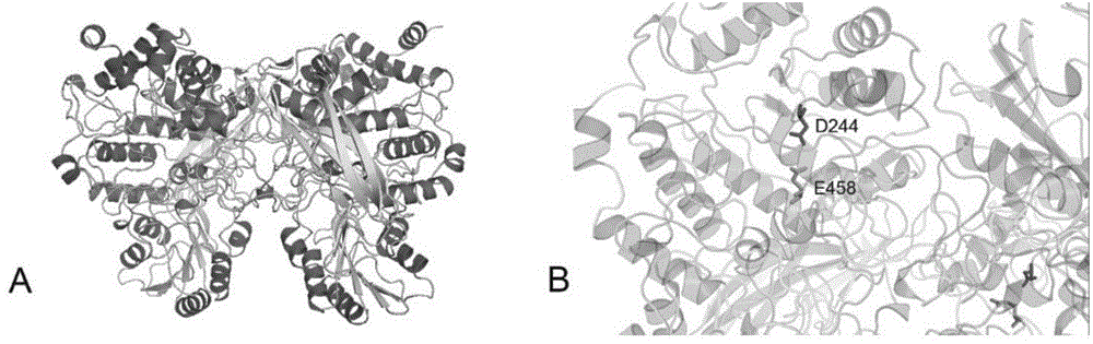F52-2 protein and application of coding gene of F52-2 protein and hydrolyzed xylan