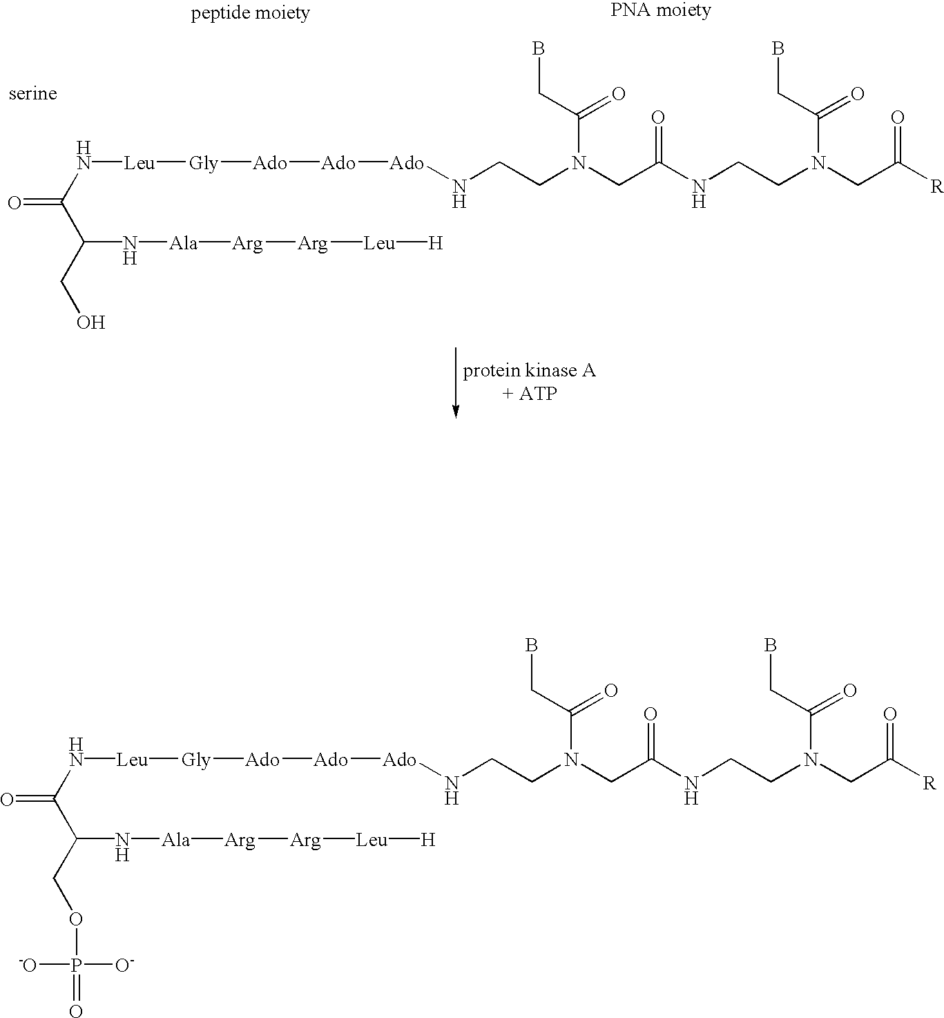 Polyamide nucleic acid derivatives, and agents and processes for preparing them