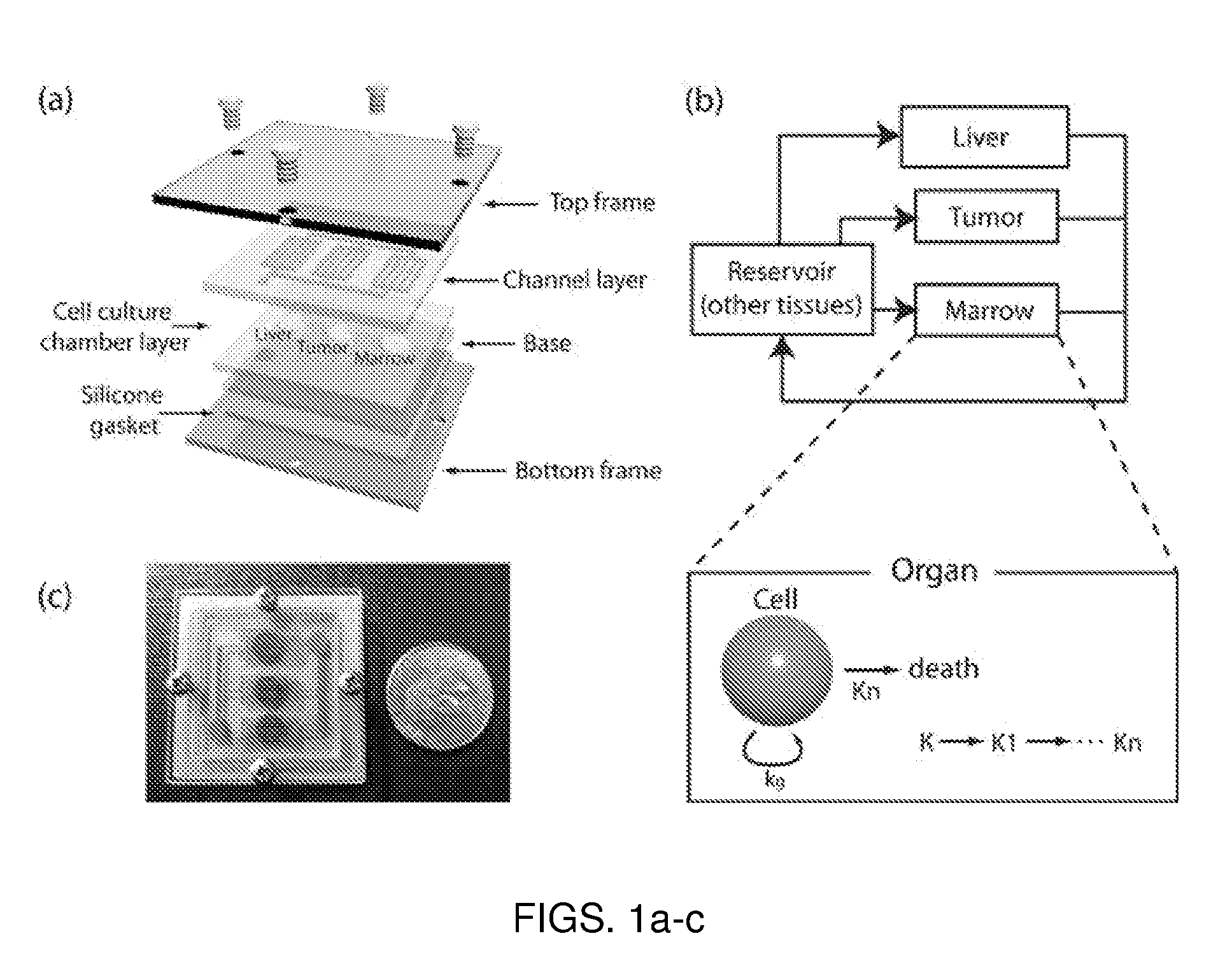 Microfluidic device for pharmacokinetic-pharmacodynamic study of drugs and uses thereof