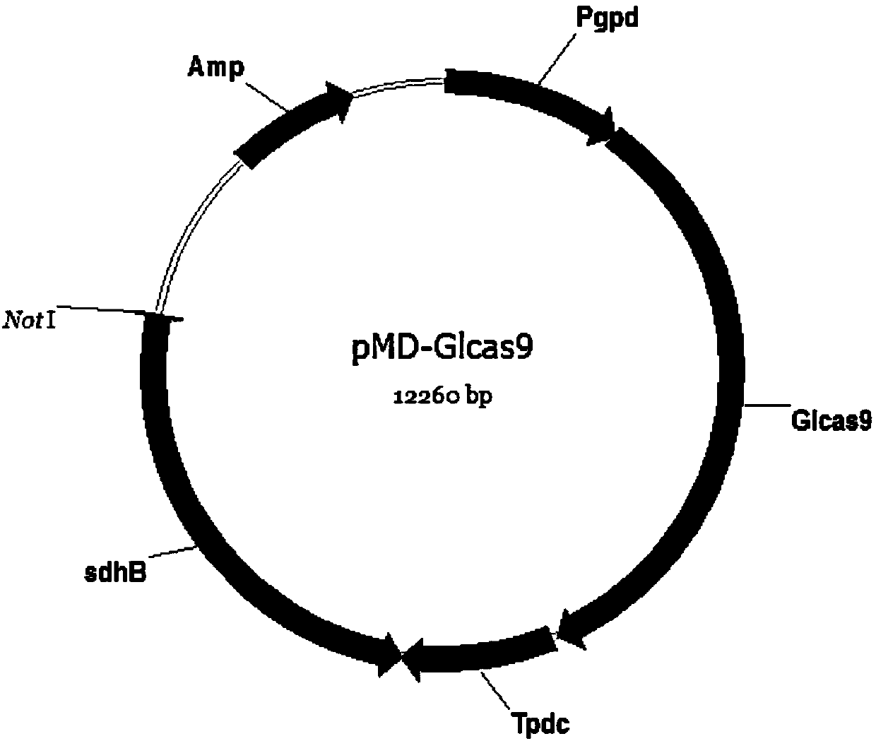 Method for higher fungi gene disruption