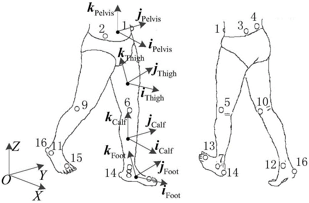 Angle and myoelectricity continuous decoding method for human body lower limb walking joint