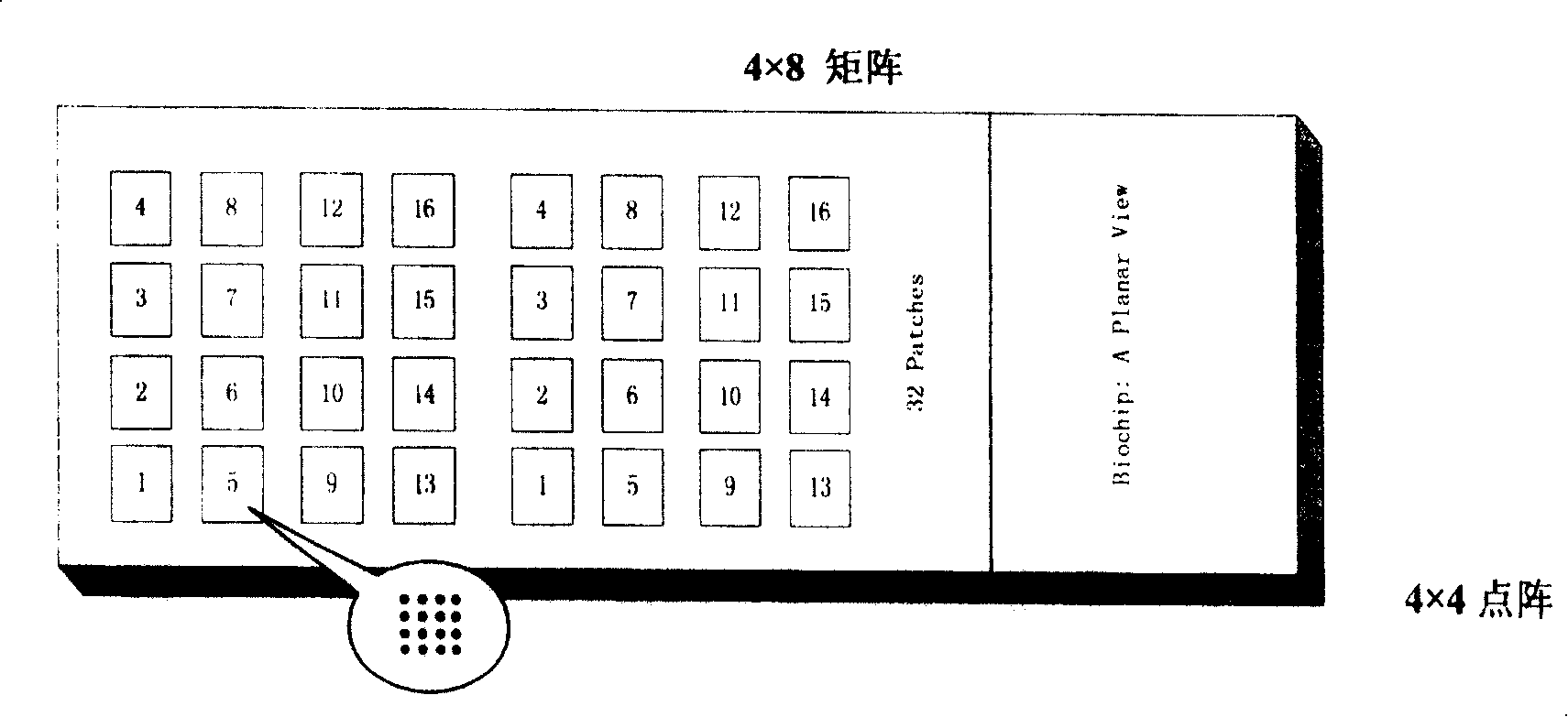 Method of detecting bioterror related pathogen bacteria and its special DNA chip