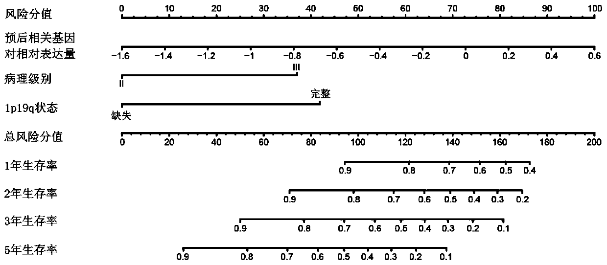 Tumor patient lifetime prediction system