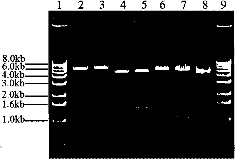 Method for deleting exogenous gene in transgenic cell at fixed point