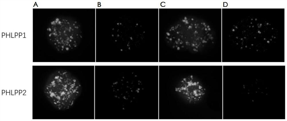 Colorectal cancer chemotherapeutic drug sensitivity prediction marker probe and application