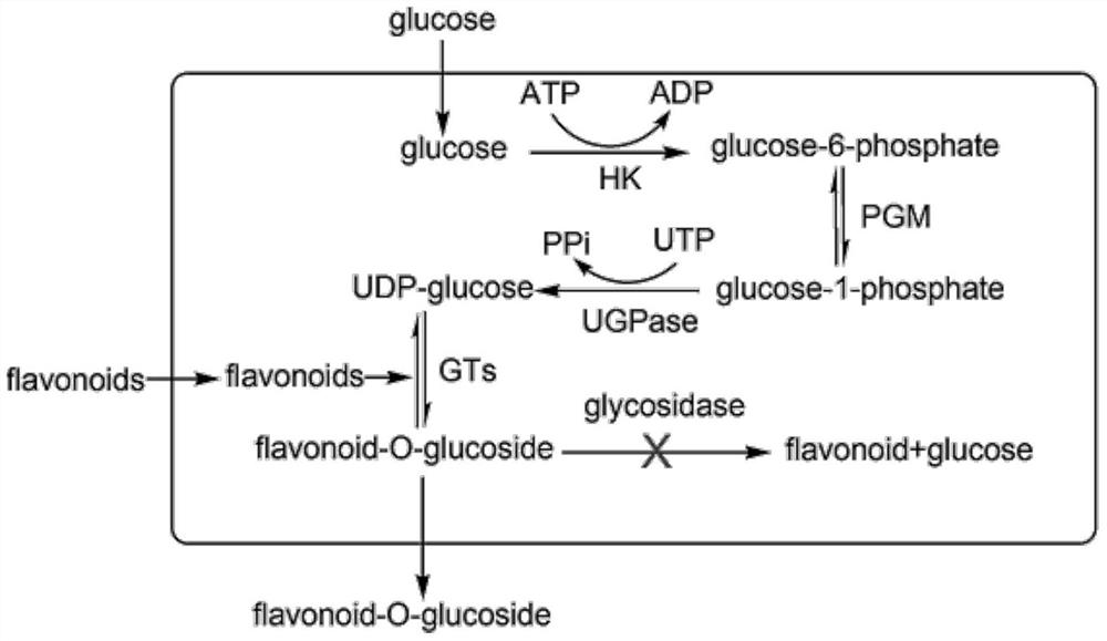 A genetically engineered bacterium that catalyzes the glucosidation of flavonoids and its application