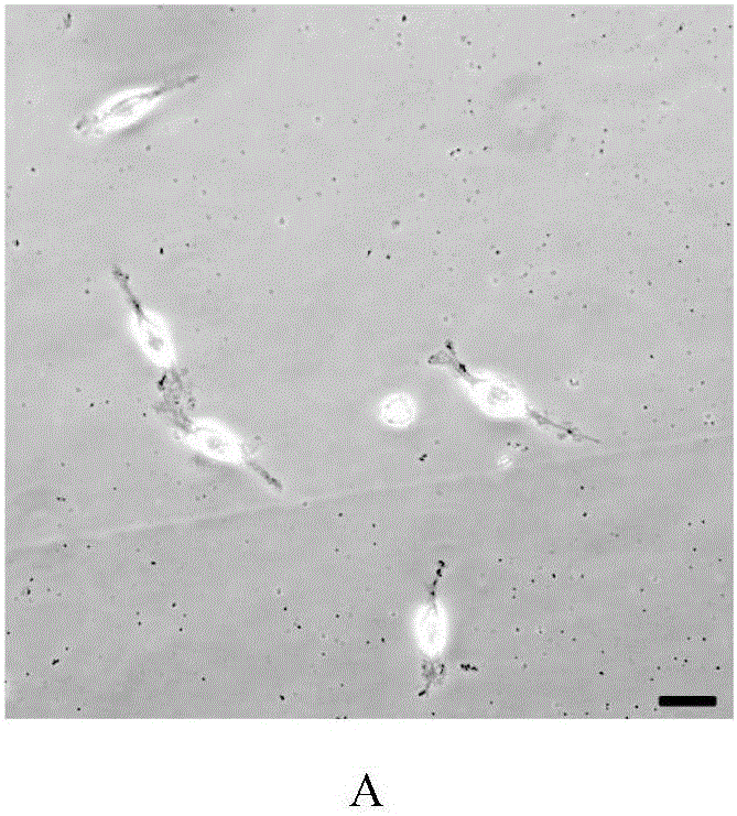 Naked mole rat oligodendroglia precursor cell culture method