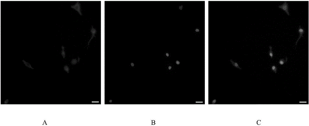 Naked mole rat oligodendroglia precursor cell culture method