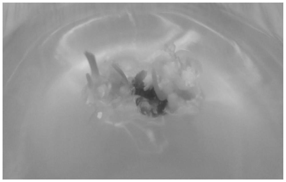 A kind of rapid propagation method of warm curcuma sterilized seedlings