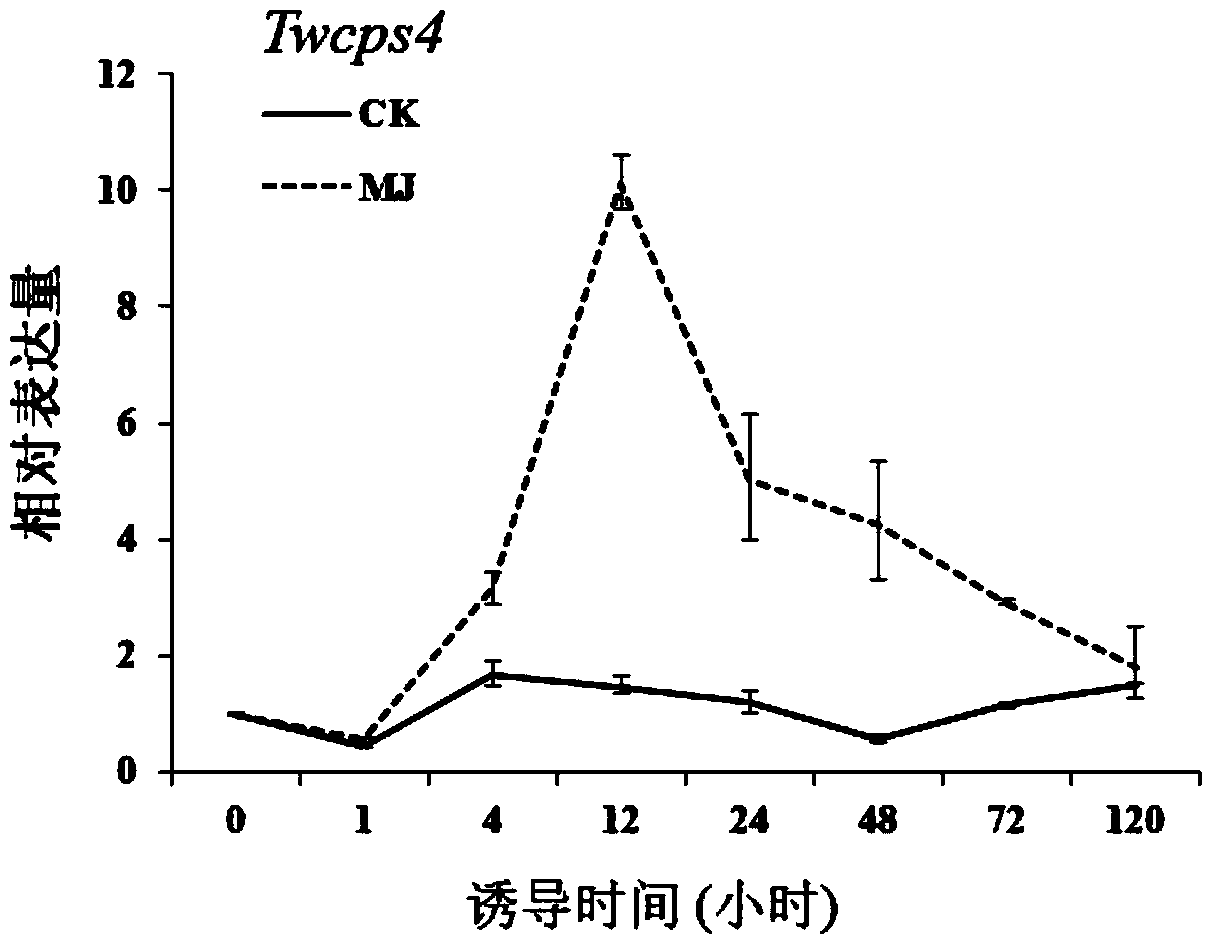 Tripterygium wilfordii pyrophosphate synthase twcps4 and its application in the preparation of abietane-type diterpenoids