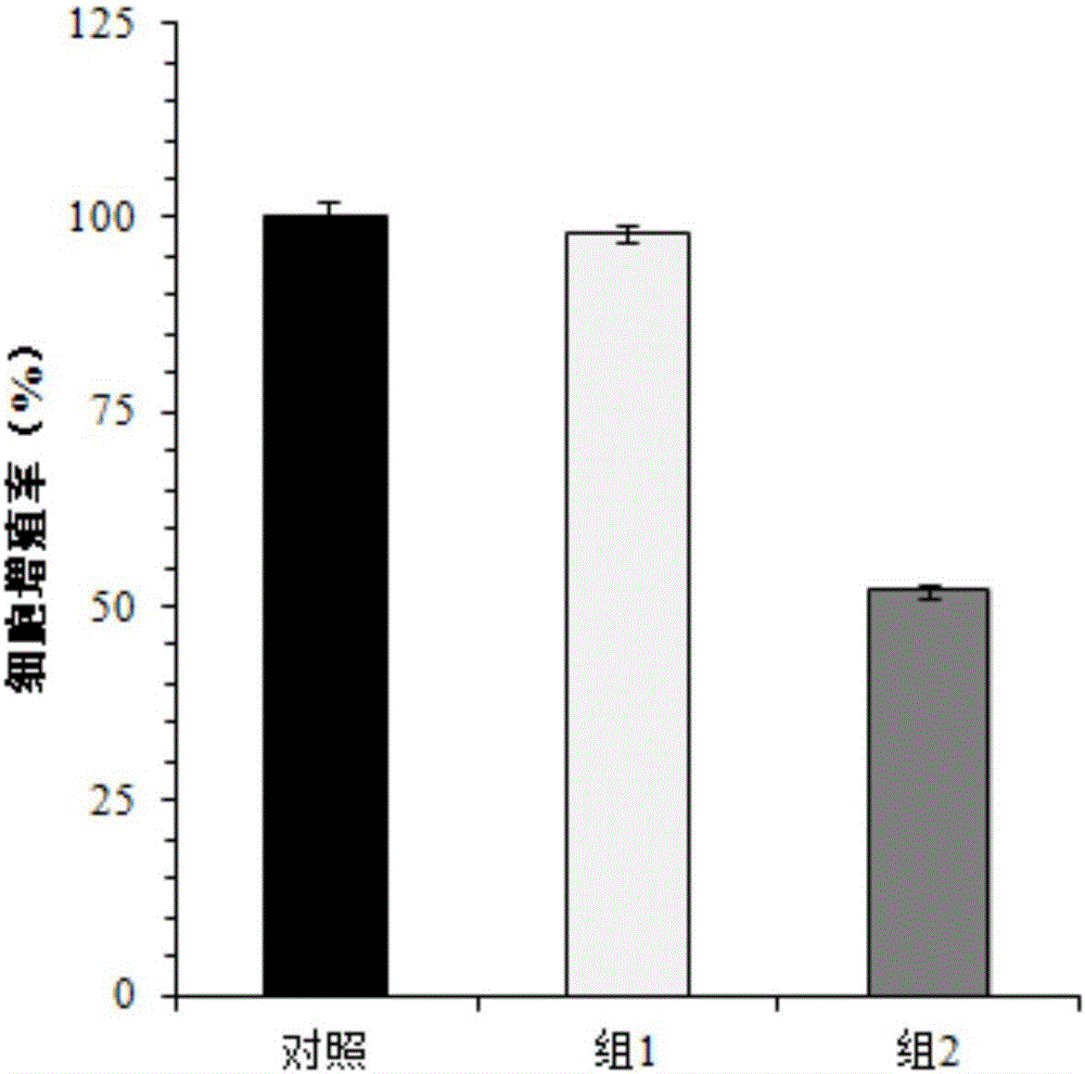 Separation and in vitro amplification method of human vein endothelial cells