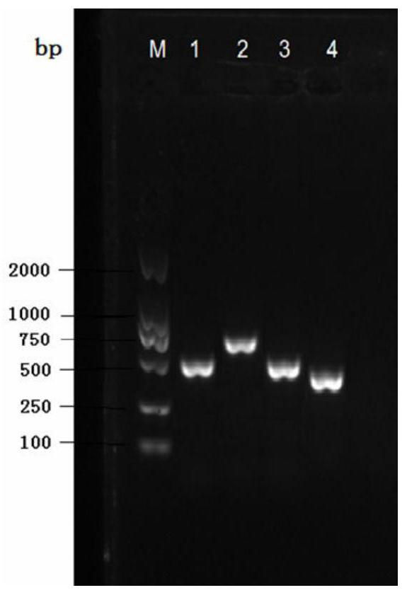 Camellia oleifera self-incompatibility associated gene, SNP (Single Nucleotide Polymorphism) molecular marker and application