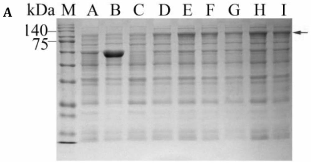 Camellia oleifera self-incompatibility associated gene, SNP (Single Nucleotide Polymorphism) molecular marker and application