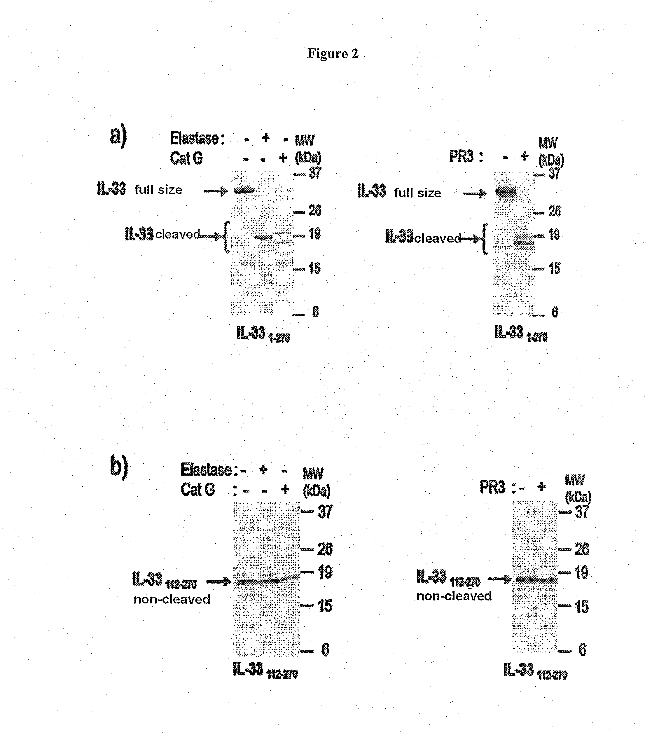 Novel Superactive IL-33 Fragments, and Uses Thereof