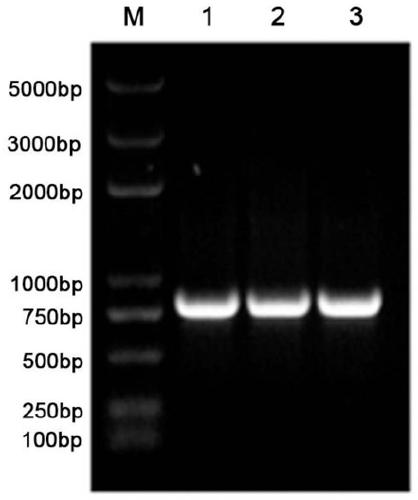 7alpha-oxhydryl sterol dehydrogenase and encoding gene and application thereof