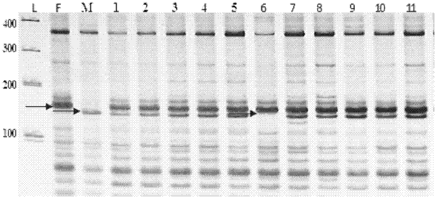 Method for quickly identifying genetic purity of glutinous corn hybrid