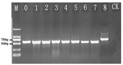 Method and application of molecular rapid detection of mango malformation pathogen (fusarium mangiferae)