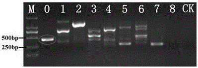 Method and application of molecular rapid detection of mango malformation pathogen (fusarium mangiferae)