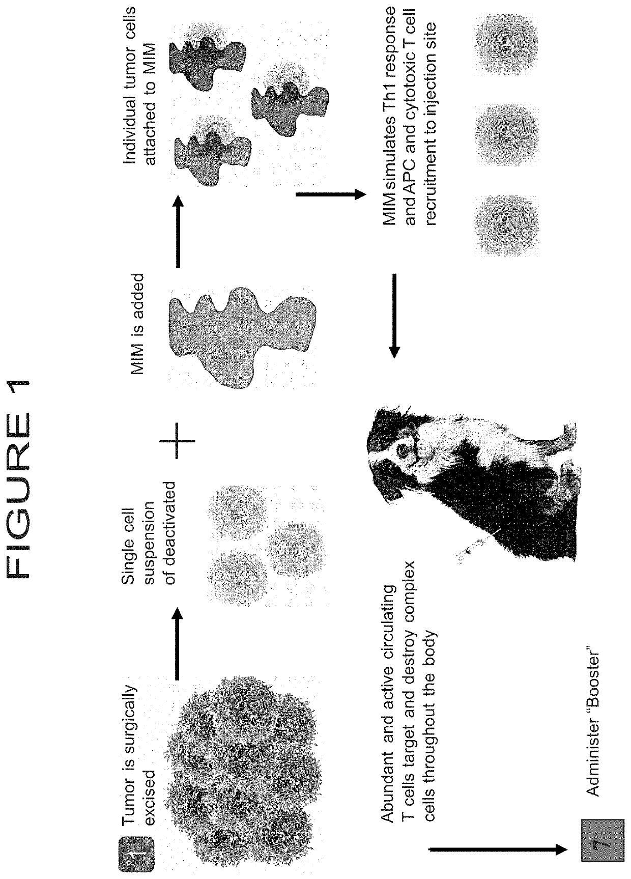 Neoantigen preparations and uses thereof