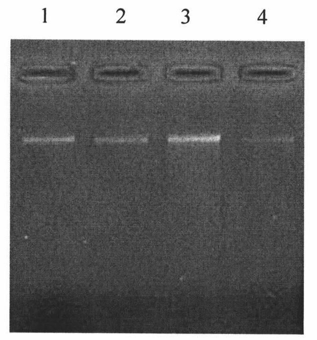 Method for extracting mitochondrial DNA of cotton