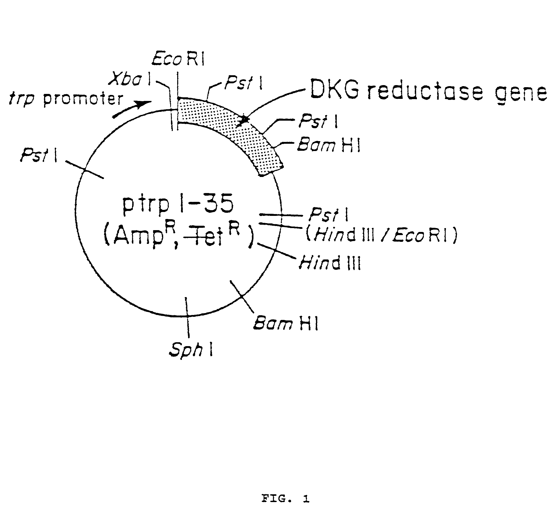 Enzymes for the production of 2-keto-L-gulonic acid