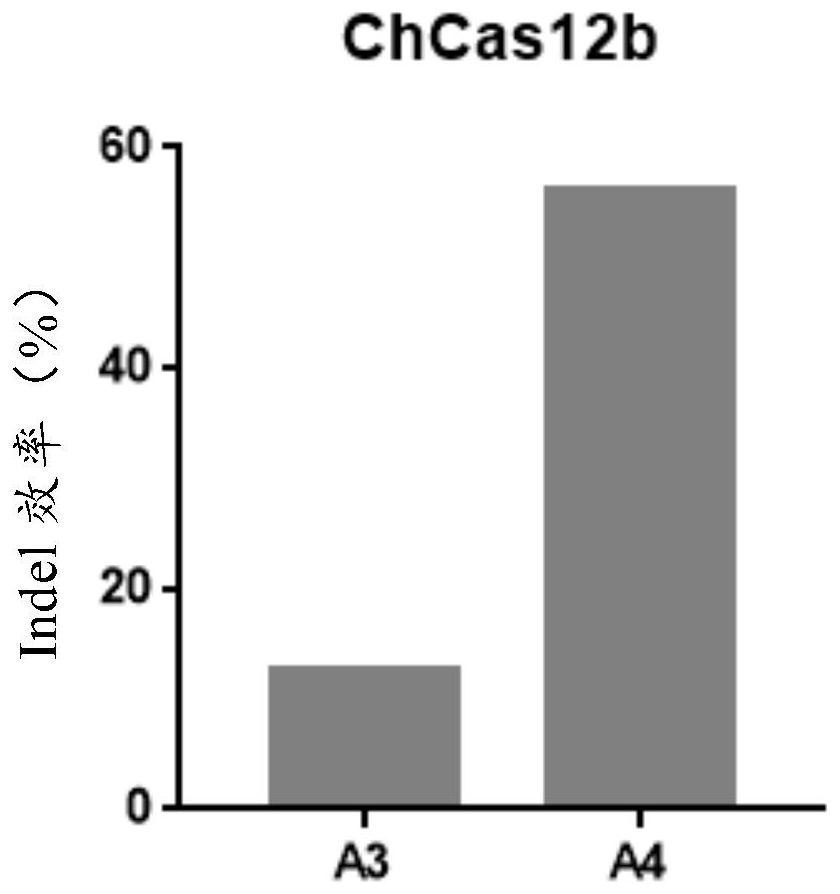 Cas12 protein, gene editing system containing Cas12 protein and application thereof