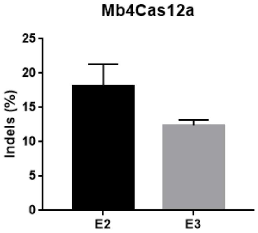 Cas12 protein, gene editing system containing Cas12 protein and application thereof